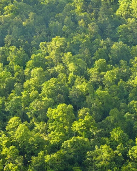 Fra skov til byggeri: Limtræsbjælker som en miljøvenlig konstruktionsmetode