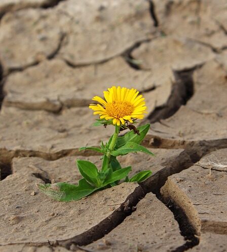 Stokrosen som biernes bedste ven: Læs om dens rolle i biodiversitet og bestøvning