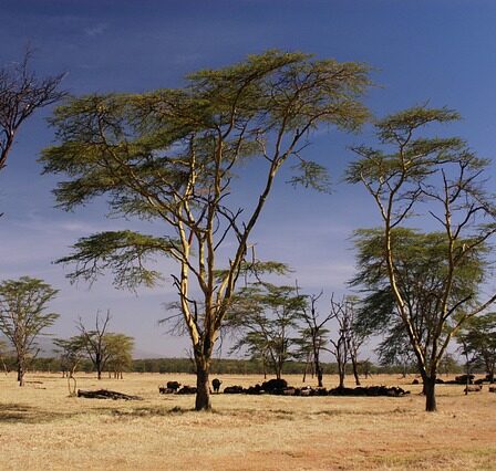 Mistbænkens rolle i bekæmpelsen af klimaforandringer