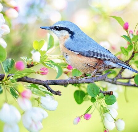 Dronningebuskens farverige blomster: En visuel guide til alle de forskellige varianter