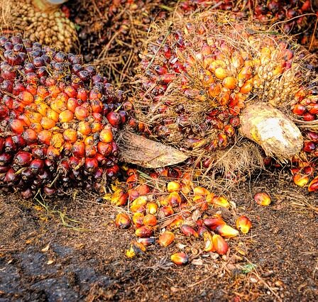 Fra bæredygtig til destruktiv: Palmeolieindustrien under lup