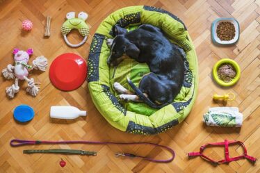 Bliv en Hundelegetøj, Hundetræning specialist! Ti simple trin du kan følge