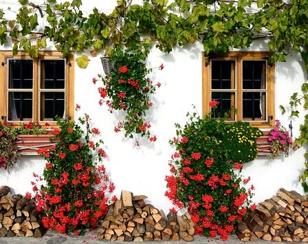 Vedbend: Naturens smukke og alsidige klatreplante