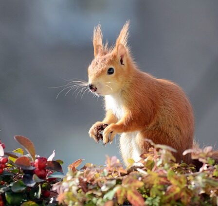 Få mest muligt ud af din altan: Brug altankasser til at udnytte pladsen optimalt