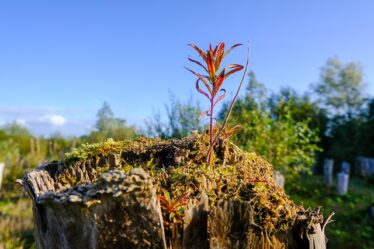 Klimavenlige hjem: Fem små ændringer med stor effekt
