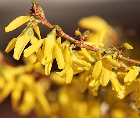 Oliventræets historie: Fra oldtidens Grækenland til moderne dyrkning