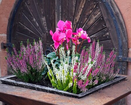 Sådan opbygger du den perfekte plantekasse til urter og grøntsager