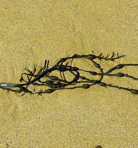 De bedste produkter til algerens i 2024